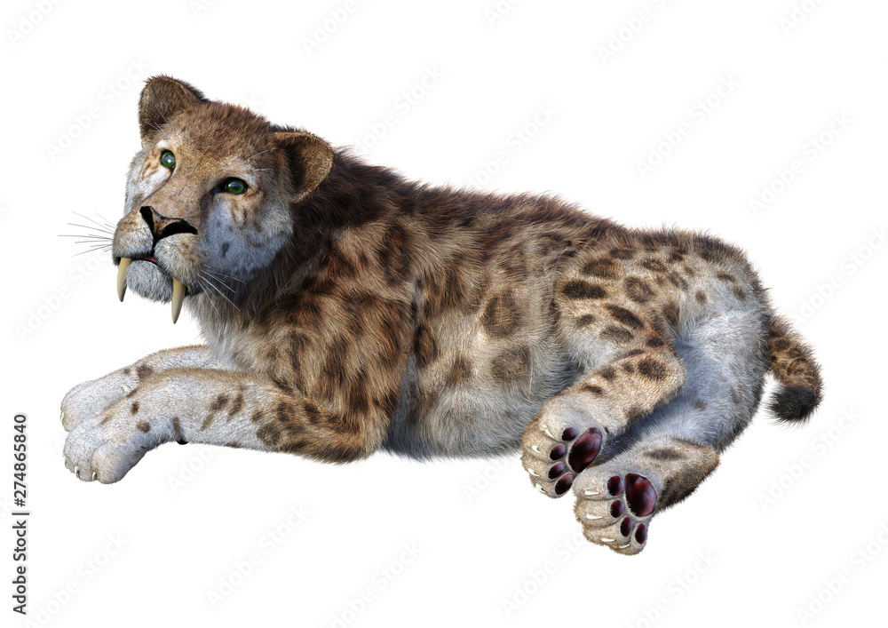 3D Rendering Sabertooth Tiger on White
