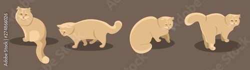 Canvas Print Ginger cat in various poses isolated on brown background