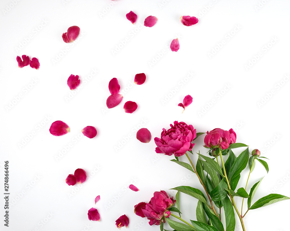 red blooming peonies with green leaves red blooming peonies with green leaves