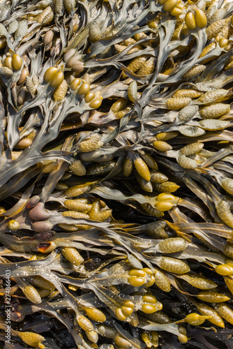 Tableau sur toile Close up of Bladder Wrack seaweed (Fucus vesiculosus)