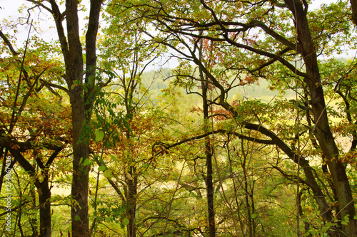 noch grüner Laubwald im Oktober