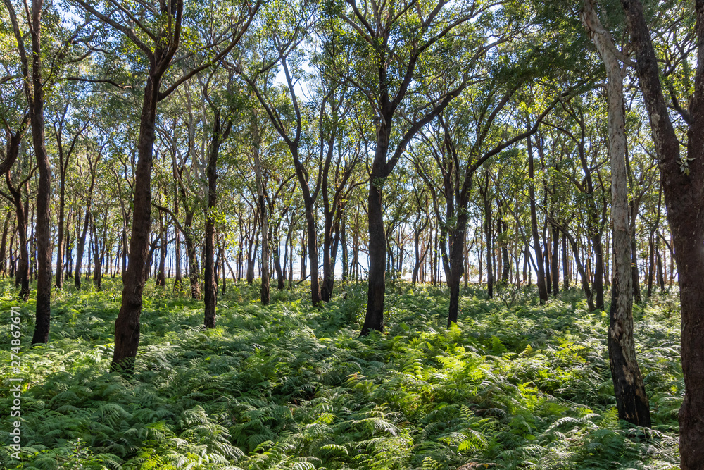 Fototapeta premium Exploring the Tiligerry Habitat Reserve - Gum Trees and Ferns
