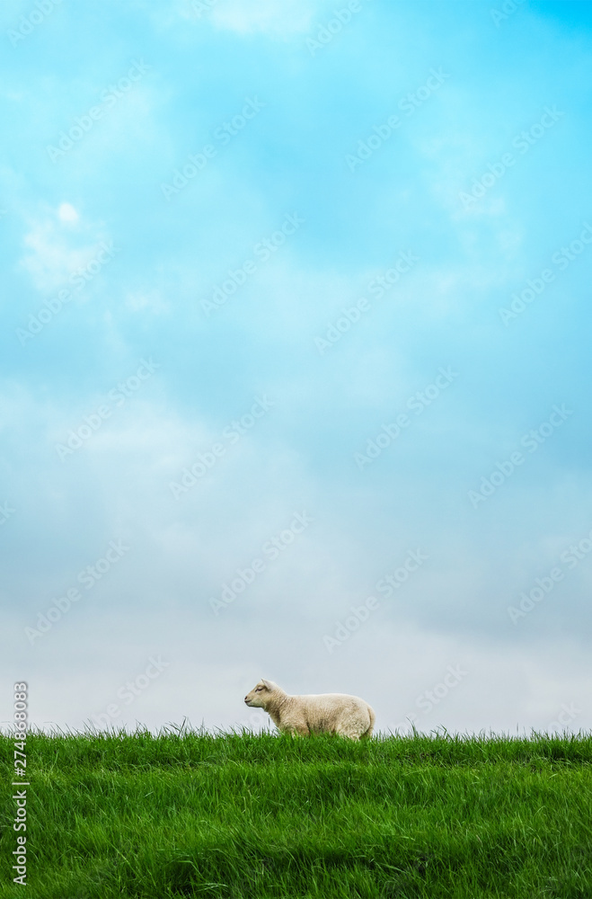 Obraz premium A lamb seen sideways on a green grassy dike against a blue clouded sky, photographed from frog’s perspective.