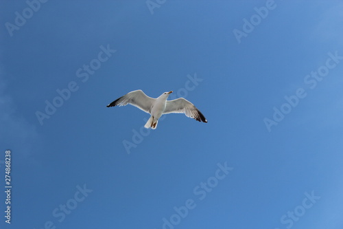 seagull flying in the sky