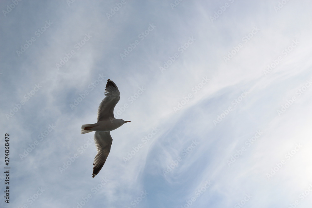 Obraz premium seagull flying in the sky