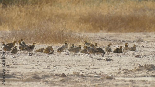 Pin tailed sandgrouse preening, Negev desert, Israel photo