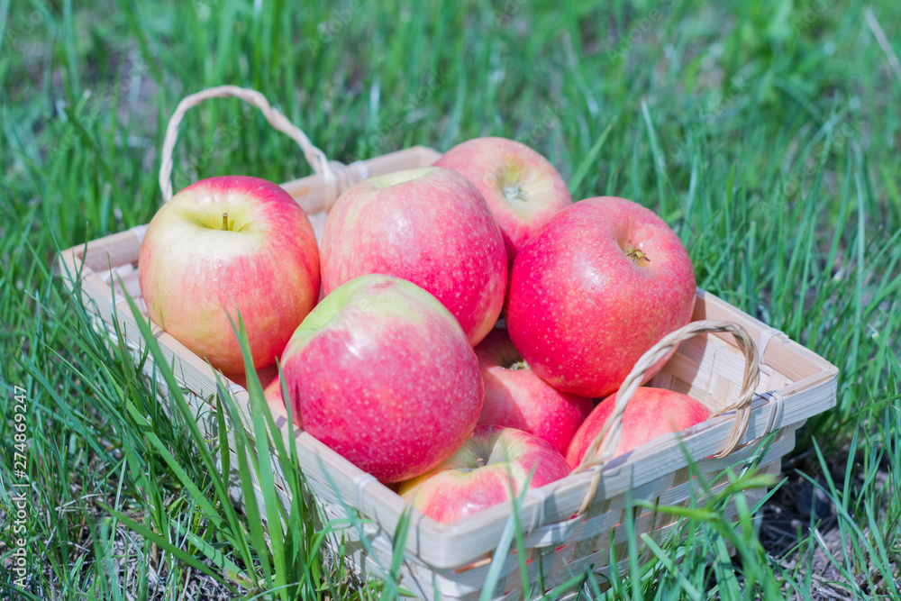 red juicy apples in a basket on the grass,fresh harvest red juicy apples in a basket on the grass,fresh harvest