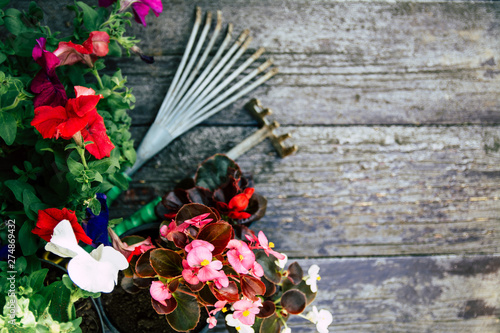 Gardening Tools and flowers on old wooden table