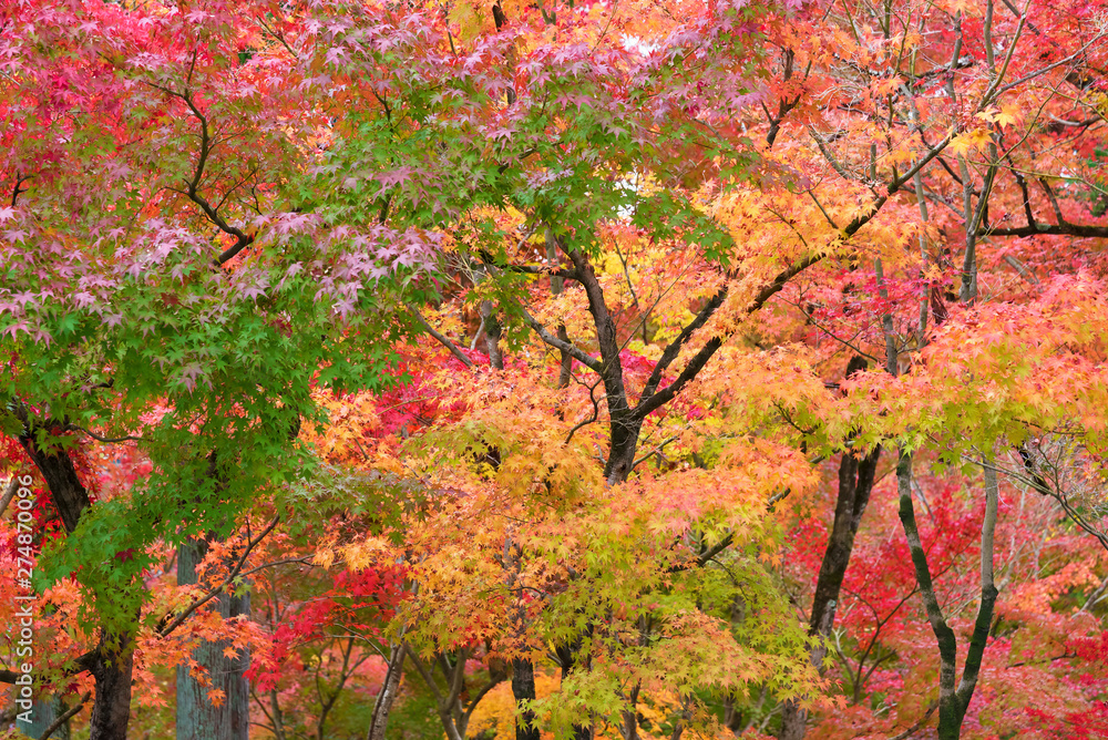 Autumn forest. Nature background with golden foliage. Autumn forest. Nature background with golden foliage.