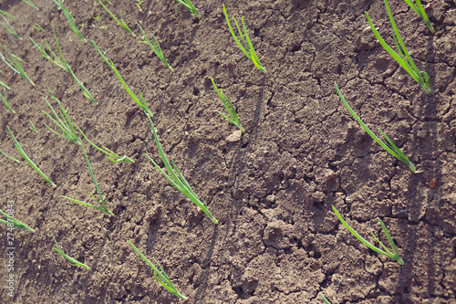 Seedlings onions. Green onions. Sprouts on the ground