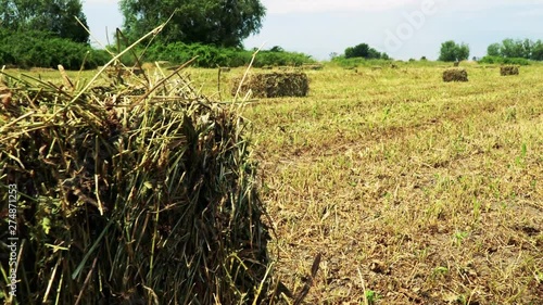 Fields of freshly cut grass. 4K photo