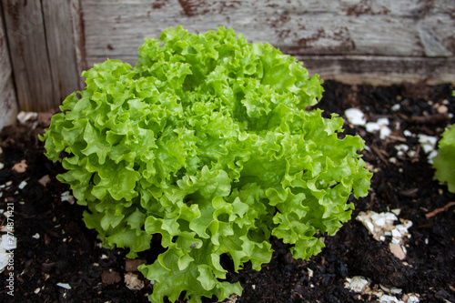 Organic Lettuce Salad