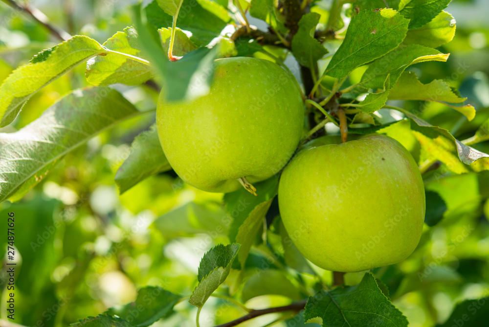 fresh delicious apples on a tree in the garden fresh delicious apples on a tree in the garden