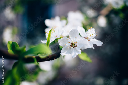 Beautiful delicate white spring cherry flowers