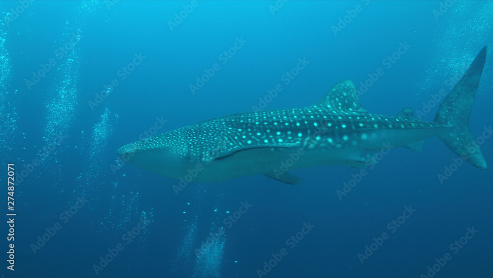 Whale shark swims on the edge of a coral reef. Some divers around. Whale shark swims on the edge of a coral reef. Some divers around.