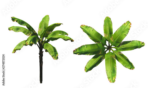 Banana palm tree. Isolated ...