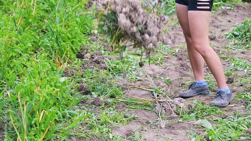Slow motion of young woman girl farmer legs feet closeup harvesting bunch of garlic bulb harvest dropping vegetables on ground in farm or garden Slow motion of young woman girl farmer legs feet closeup harvesting bunch of garlic bulb harvest dropping vegetables on ground in farm or garden