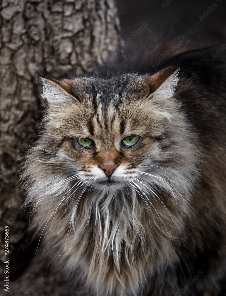 Terrible lonely Siberian cat looks tortured eyes into the camera