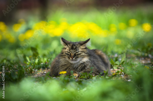 A big and fluffy cat lies among the greenery and flowers of dandelions