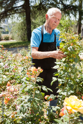 Man cutting with scissors roses bushes © JackF