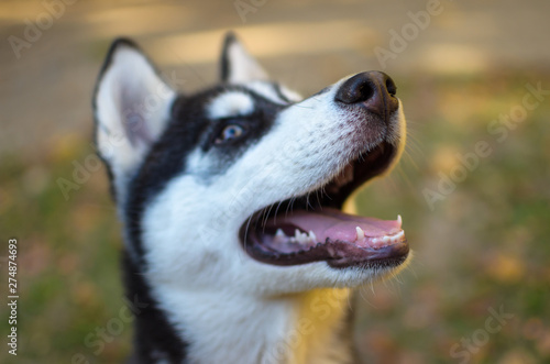 Husky puppy with opened mouth close up autumn photo and leaves