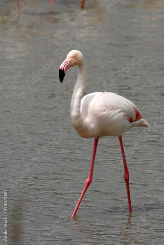 rear Flamingo searching for food in the Camargue  France
