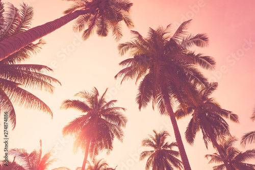 Tropical palm tree on sunset sky cloud abstract background.