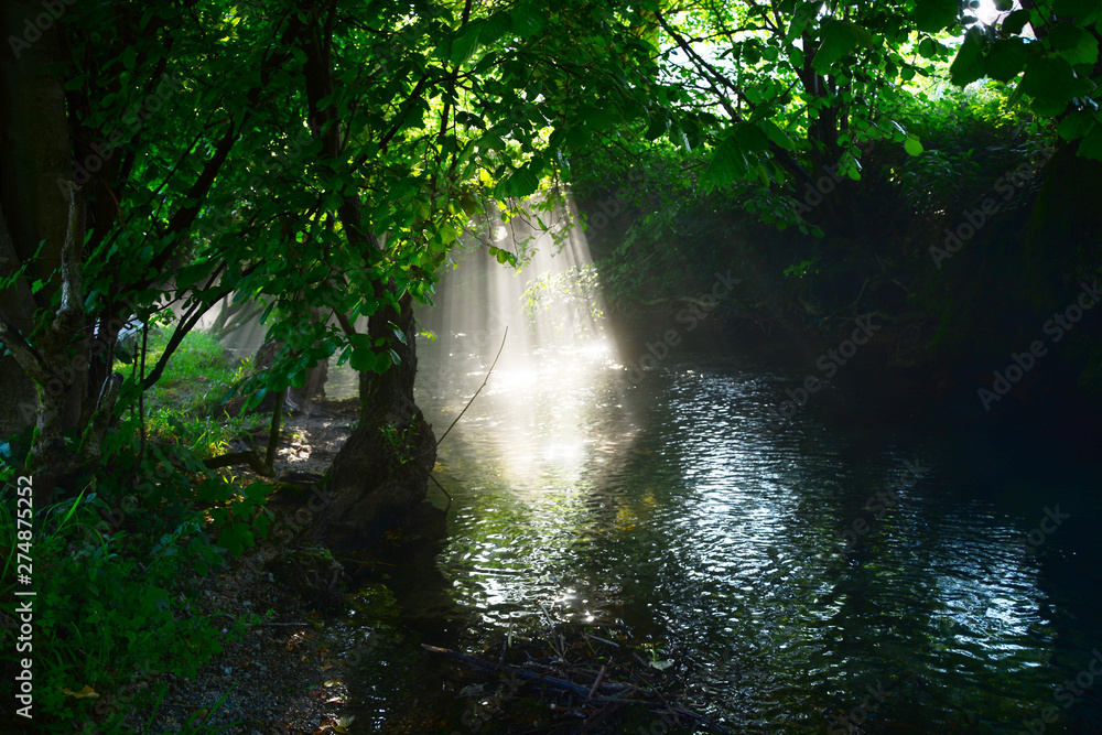 Obraz premium River deep in forest