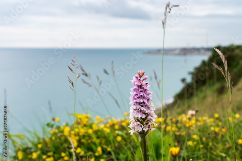 Common Spotted-Orchid (Dactylorhiza fuchsii) flower blooming on a wildflower meadow on the East Coast of Ireland. Irish flora in June. photo
