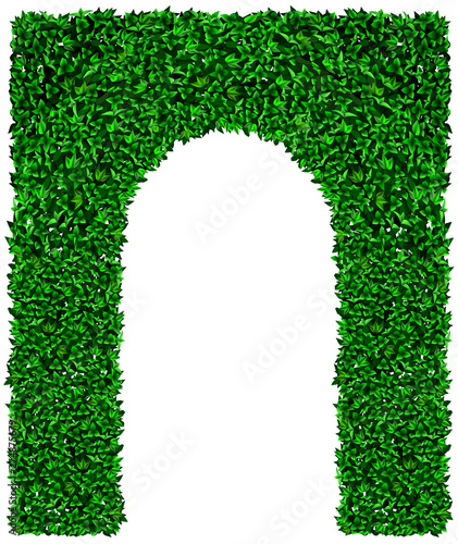 Green ivy grape arch texture