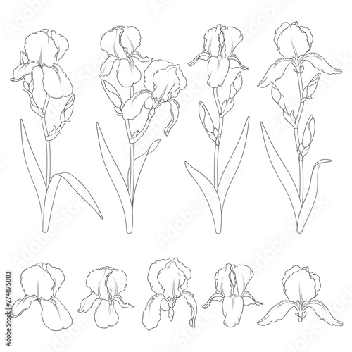 Set of black and white illustrations with iris flowers. Isolated vector objects on white background.