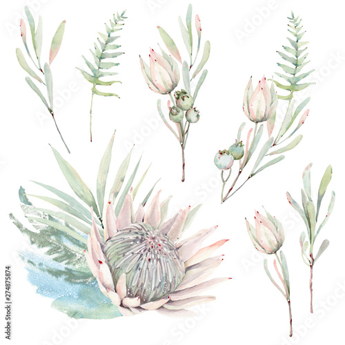 watercolor tropical plants set. watercolor protea
