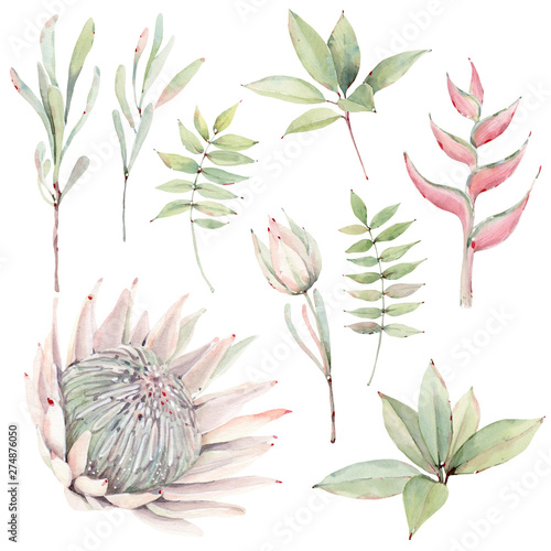 watercolor tropical plants set. watercolor protea