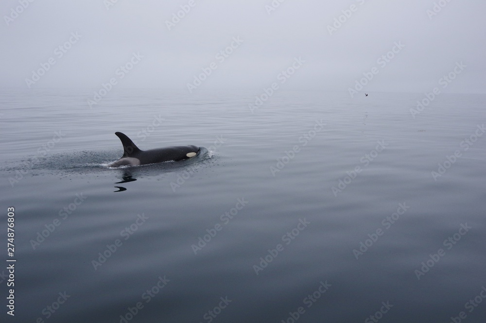 Naklejka premium Daydream, seabird and orca in Shiretoko, Japan 海鳥とシャチ 北海道知床