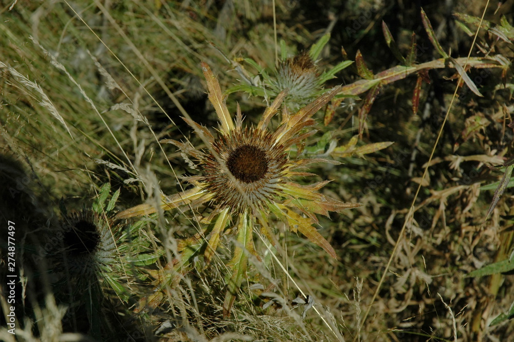 Scotch thistle in autumn at Plana mountain Bulgaria Scotch thistle in autumn at Plana mountain Bulgaria