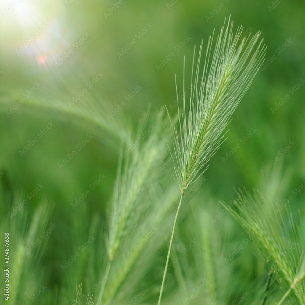 green flower plant in the nature in summer, green background green flower plant in the nature in summer, green background