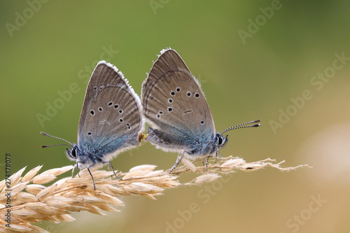 Couple de papillons