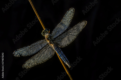 Papillon