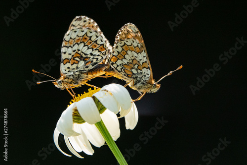 Papillon