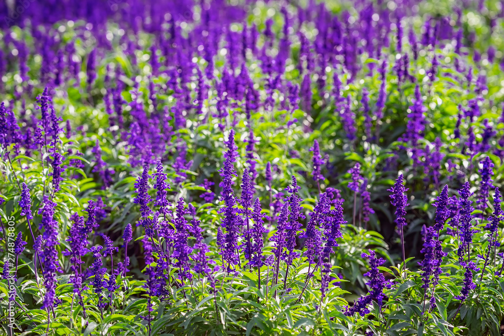 Obraz premium Bright purple flowers like lavender in a street flowerbed on a summer sunny day. Natural picturesque colorful background