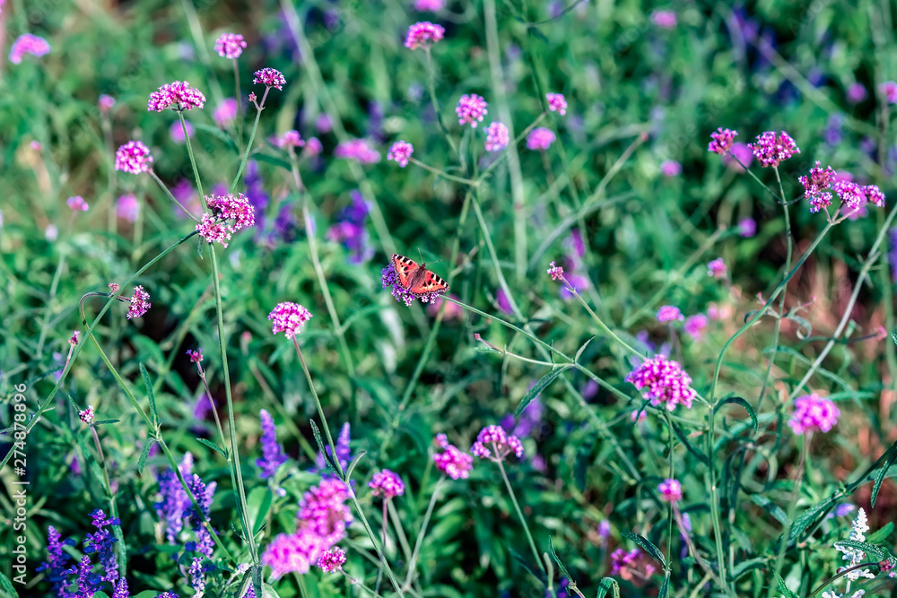 Wild bright flowers and butterfly, meadow in summer, sunny day. Picturesque colorful background Wild bright flowers and butterfly, meadow in summer, sunny day. Picturesque colorful background