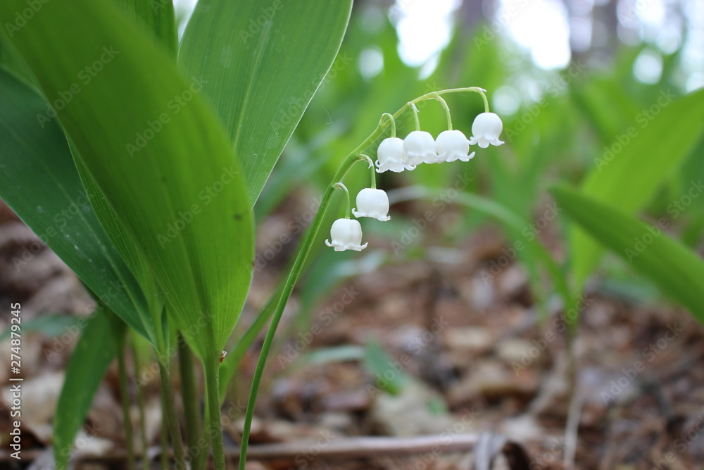 blooming lili of the valley in the forest blooming lili of the valley in the forest