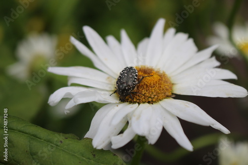 big beetle on flower