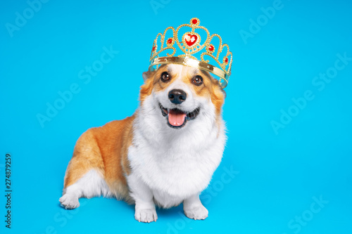 Funny dog pembroke welsh corgi in the crown, like a king, a prince on a blue studio background photo