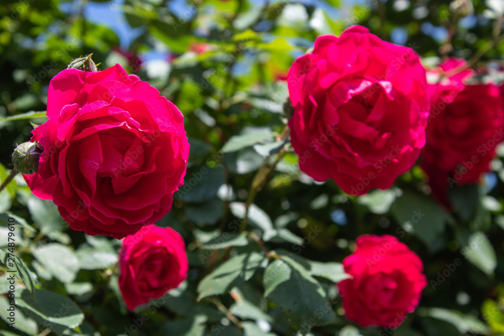 Red roses, curly. There is a place for text. The concept of summer garden Red roses, curly. There is a place for text. The concept of summer garden
