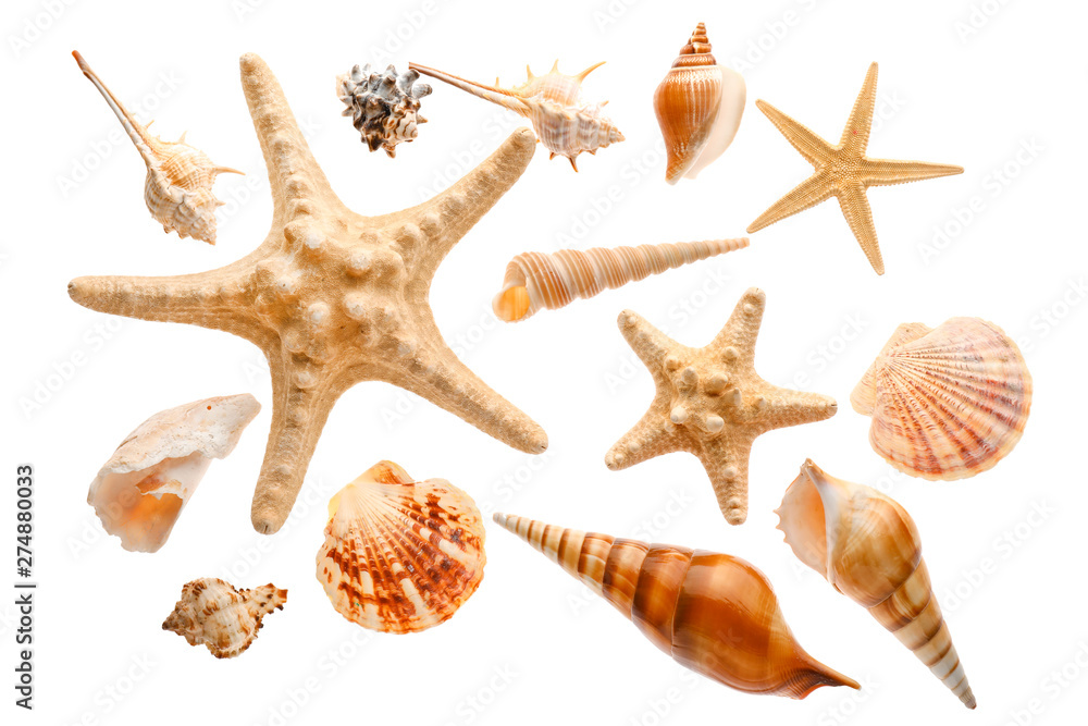Many beautiful sea shells on white background, top view Many beautiful sea shells on white background, top view