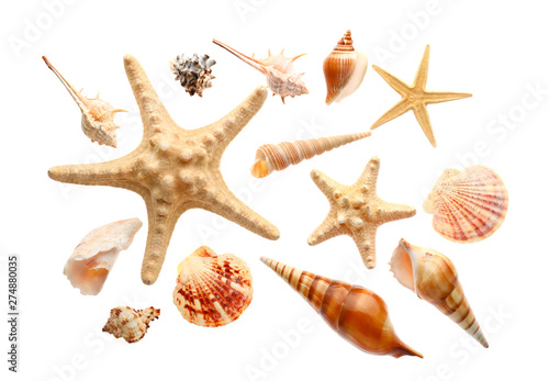 Many beautiful sea shells on white background  top view