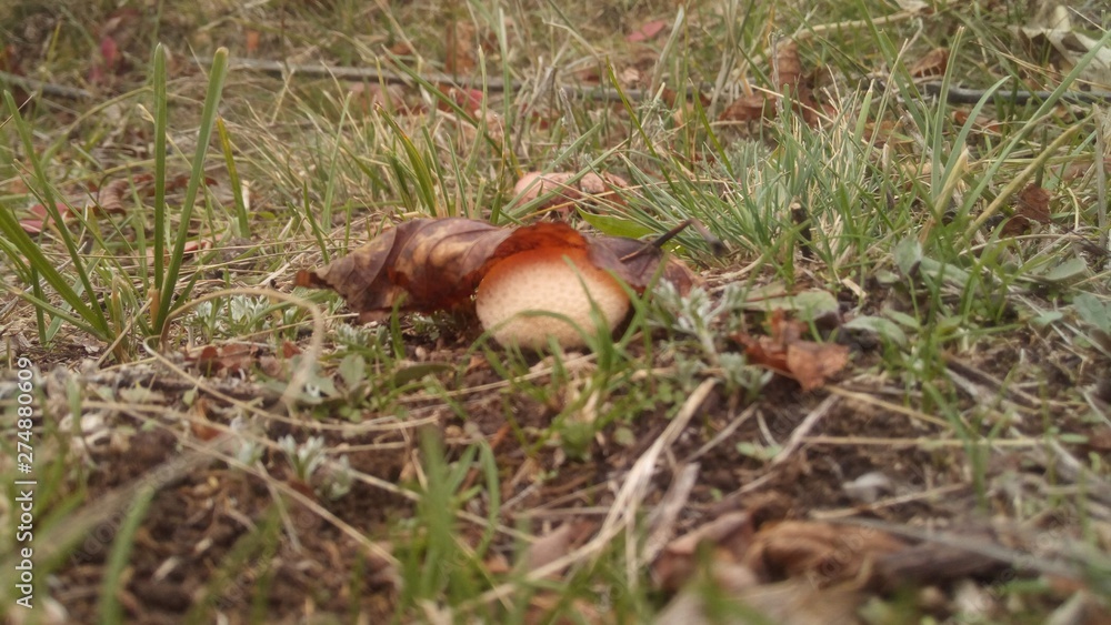 Photo of a round mushroom in the natural conditions of the steppe, among the grass, close-up with a slight blur. The mushroom hid under a leaf of a tree. Photo of a round mushroom in the natural conditions of the steppe, among the grass, close-up with a slight blur. The mushroom hid under a leaf of a tree.