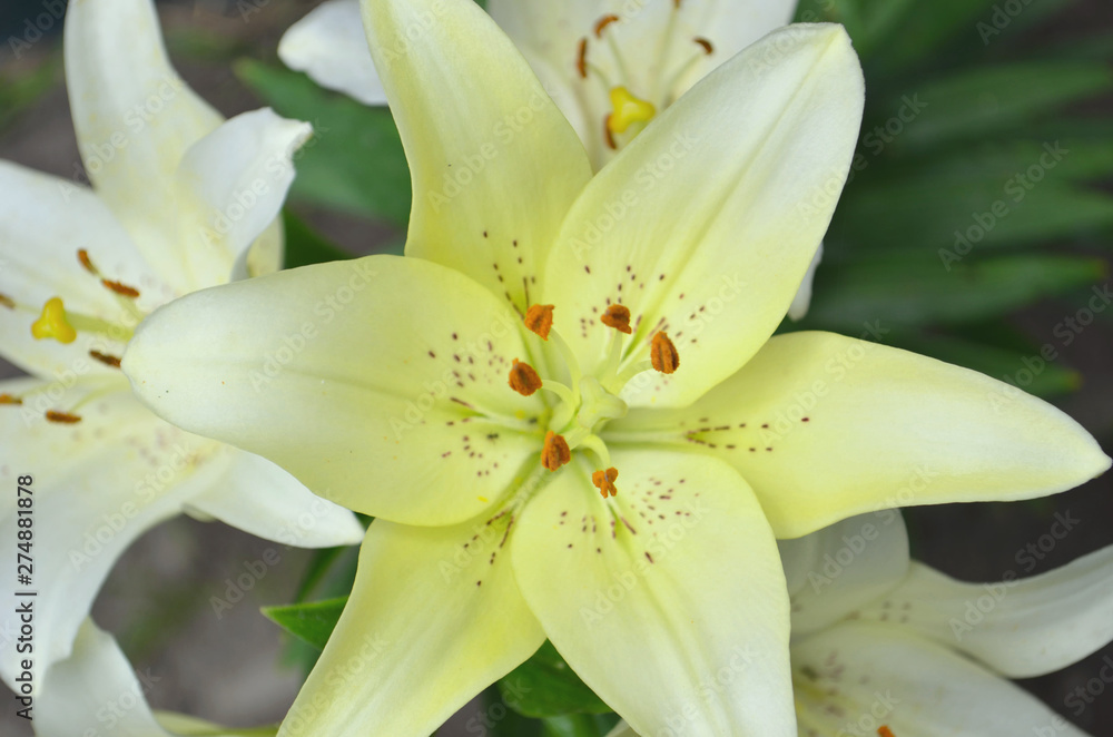 Closeup orange red yellow white Lily flowers in a garden. Closeup orange red yellow white Lily flowers in a garden.
