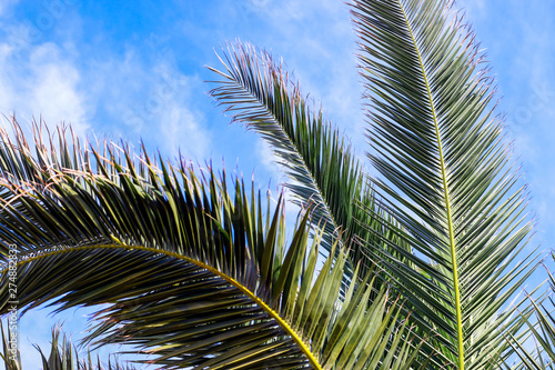 Green palm branches and white clouds in blue sky. 